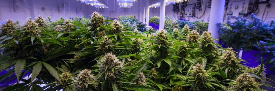 How Technology is Transforming the Cannabis Industry How Technology is Transforming the Cannabis Industry